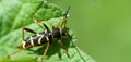 Wasp beetle Royalty Free Stock Photo