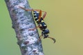 Wasp beetle - Clytus arietis Royalty Free Stock Photo