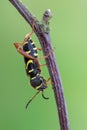 Wasp beetle - Clytus arietis Royalty Free Stock Photo