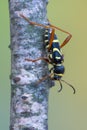 Wasp beetle - Clytus arietis