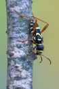Wasp beetle - Clytus arietis Royalty Free Stock Photo