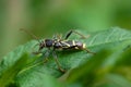 Wasp beetle (Clytus arietis) crawling on a green leaf