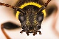 Wasp Beetle, Beetle, Clytus arietis