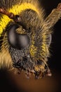 Wasp Beetle, Beetle, Clytus arietis