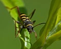 Wasp beetle, Clytus arietis