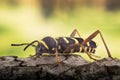 Wasp Beetle, Beetle, Clytus arietis Royalty Free Stock Photo
