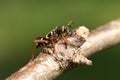 A Wasp beetle, Clytus arietis, perching on a twig in spring in the UK.