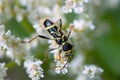 A wasp beetle (Clytus arietis) seen on an umbellifer in June