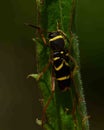 A Wasp Beetle, Clytus arietis