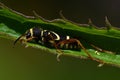 A Wasp Beetle, Clytus arietis