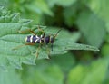 Wasp Beetle Royalty Free Stock Photo