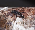 Wasp beetle on log.