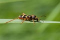 A Wasp Beetle on a reed leaf.