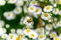Wasp beetle sitting on daisy Royalty Free Stock Photo