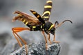 Wasp Beetle sitting on rock Royalty Free Stock Photo