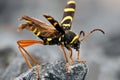 Wasp Beetle sitting on rock