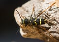 Wasp beetle & x28;Clytus arietis& x29; from above