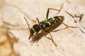 Wasp beetle & x28;Clytus arietis& x29; on dead wood