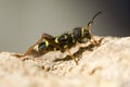 Wasp beetle & x28;Clytus arietis& x29; in profile