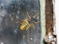 Wasp behind the glass