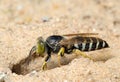 Wasp Bembex rostratus Royalty Free Stock Photo