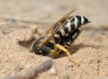 Wasp Bembex rostratus with prey Royalty Free Stock Photo