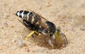 Wasp Bembex rostratus with prey Royalty Free Stock Photo