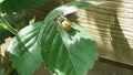 wasp on a blackberry leaf in the wind