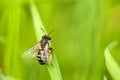 Wasp on blade of grass Royalty Free Stock Photo
