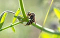 Wasp on a blade of grass Royalty Free Stock Photo