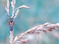 Wasp on a blade of grass