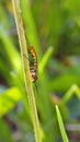 Wasp on a blade of grass Royalty Free Stock Photo