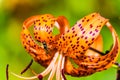 A wasp and blooming Daylily.