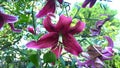 Wasp on the red pink purple lily flower Royalty Free Stock Photo