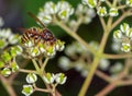 Wasp on the blossoms of a bee tree Royalty Free Stock Photo
