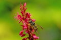 Wasp on the blossoms of a persicaria flower