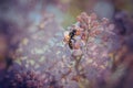 Wasp on a brench of lilac Royalty Free Stock Photo