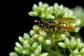 Wasp on budding flower