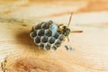 Wasp building a hive