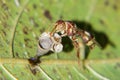 Wasp building a hive on the leaf