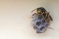 Wasp building nest. Closeup tree or paper wasp. Macro insect. Close up