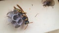 Wasp building nest. Closeup tree or paper wasp. Macro insect. Close up of wasp Royalty Free Stock Photo