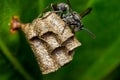 Wasp building nest on a leaf, macro photography of nature