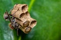 Wasp building nest on a leaf, macro photography of nature