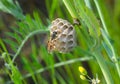 Wasp is building new home Royalty Free Stock Photo