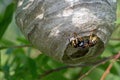 Wasp, the building worker