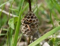 Wasp builds a nest on a blade of grass Royalty Free Stock Photo