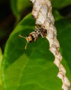 Wasp builds a nest