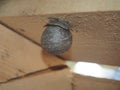 The wasp builds a spherical nest. Dangerous insect