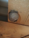 The wasp builds a spherical nest. Dangerous insect Royalty Free Stock Photo